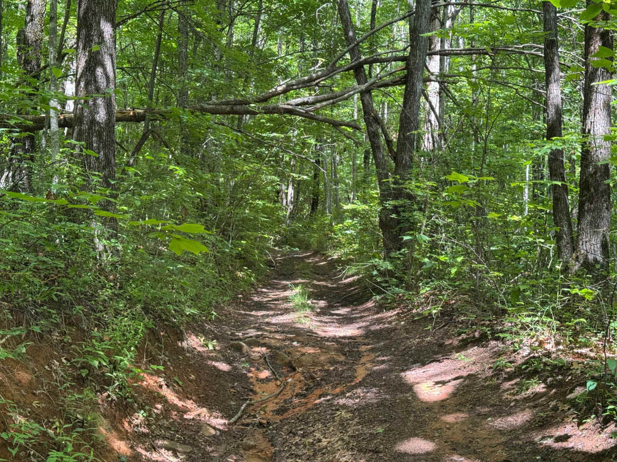 Piney Mountain Flats - FS 4666 (Rough Butt) photo 5