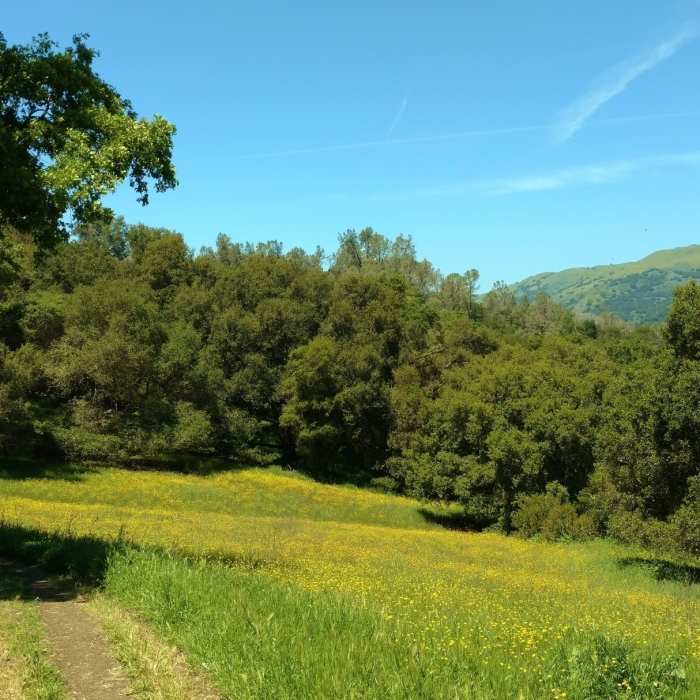 A small meadow covered with California buttercups, along Calaveras Trail. Palassou Ridge across Coyote Lake is peeking out on the right. Near Calaveras Trail