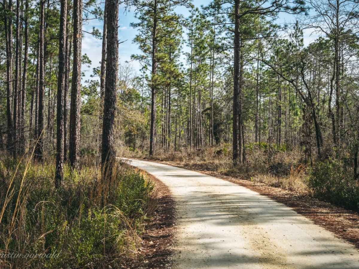Bell's Cemetery Road - Jennings State Forest photo 4