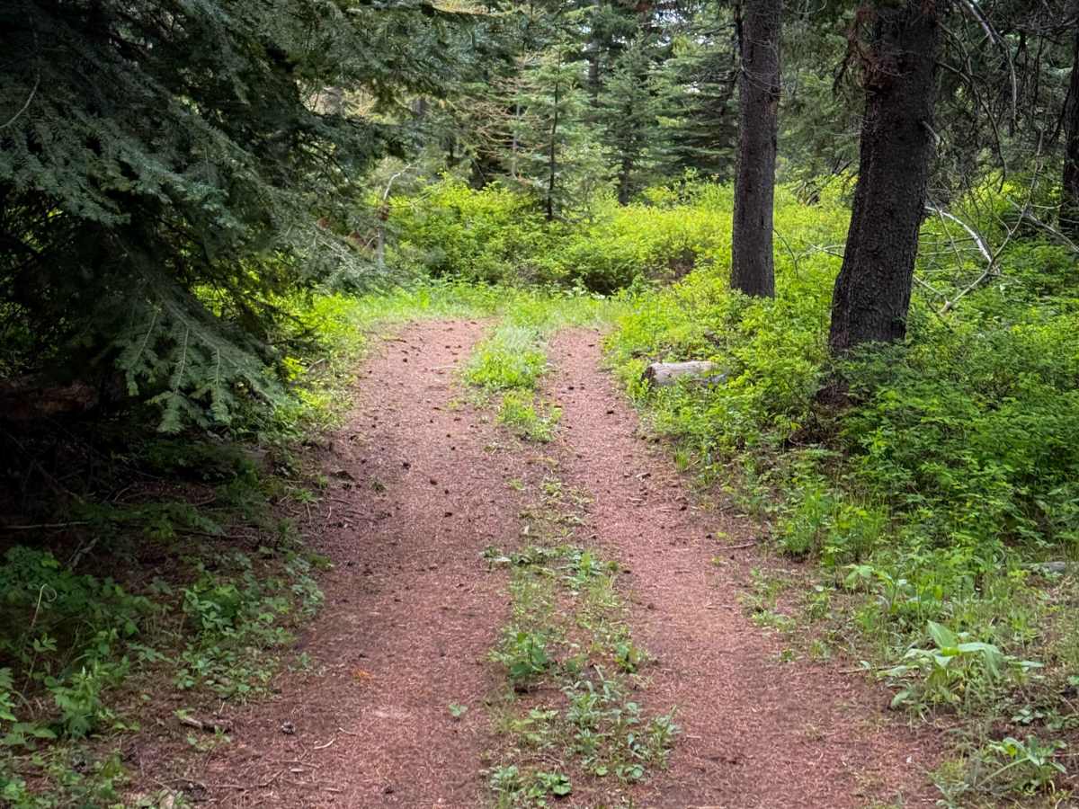 Down Low - Trail 455   photo 5