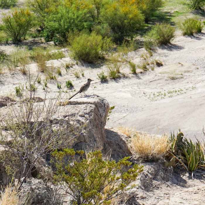 Near Boquillas Canyon Trail Near Boquillas Canyon Trail