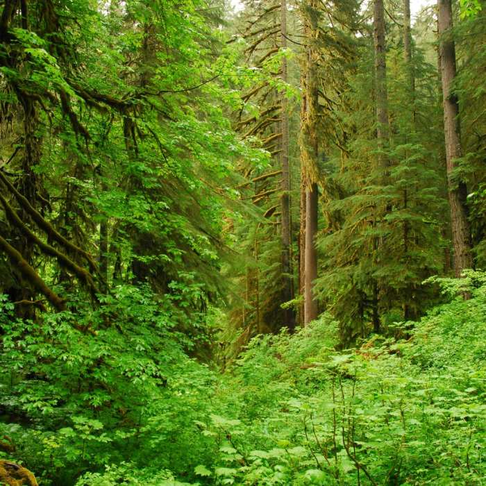 Near Butte Creek Falls Hike