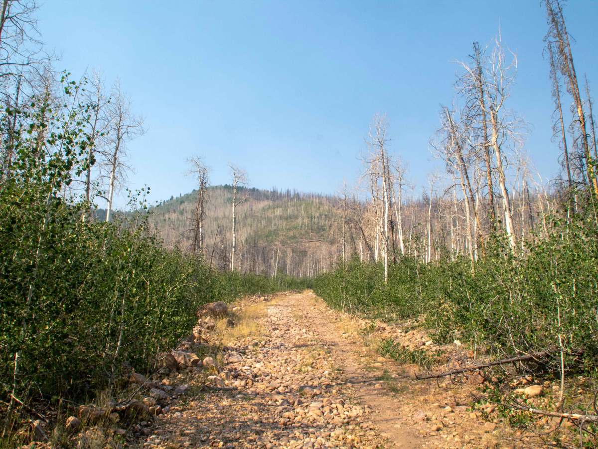 Bear Wallow - FS 10186 trail photo