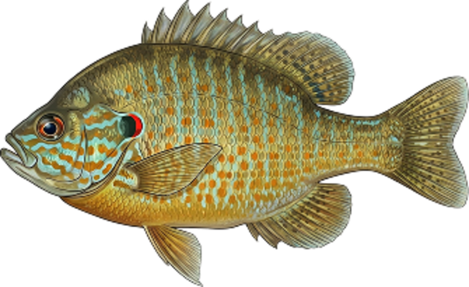 Pumpkinseed