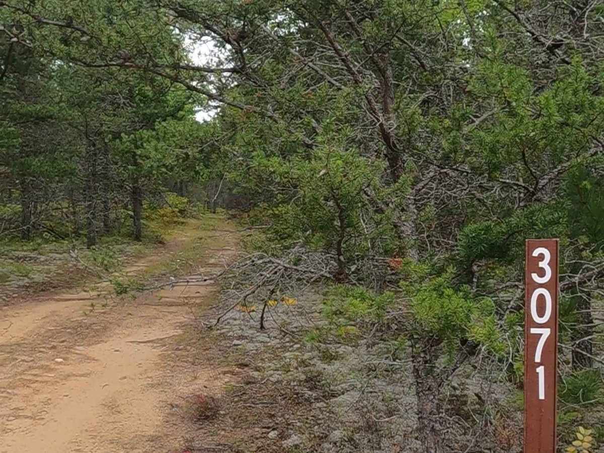 Minne - FS 3071 trail photo
