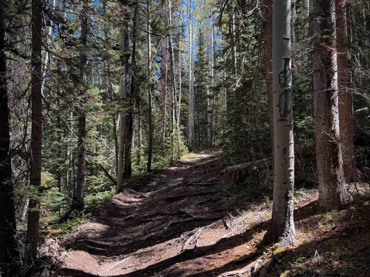 Beaver-McIntyre Trail - FS 472  photo 3