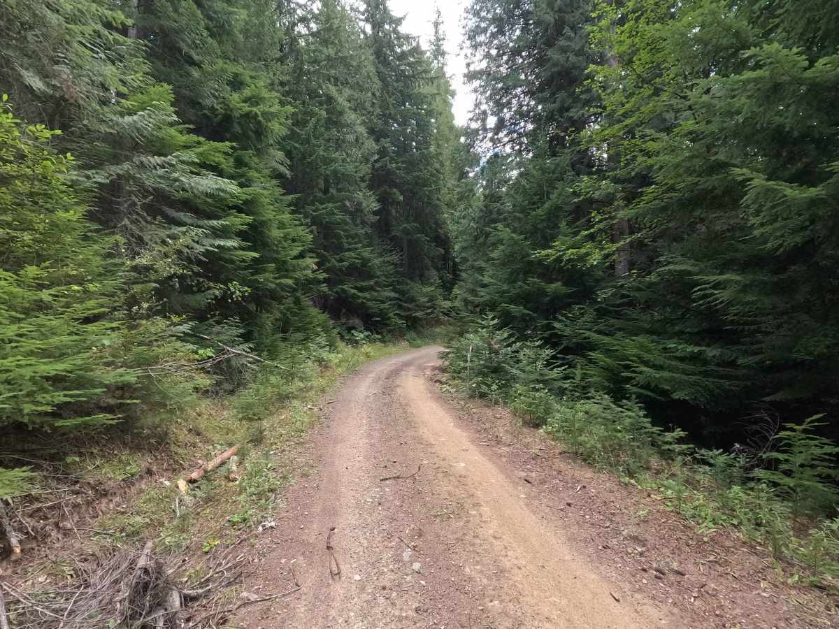 Bead Lake Road - FS 318 photo 4