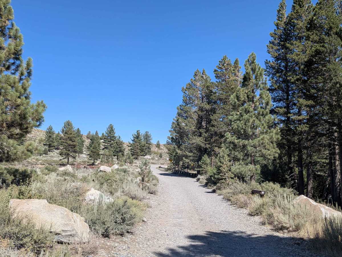 Mammoth Creek Road - FS 3S09 trail photo