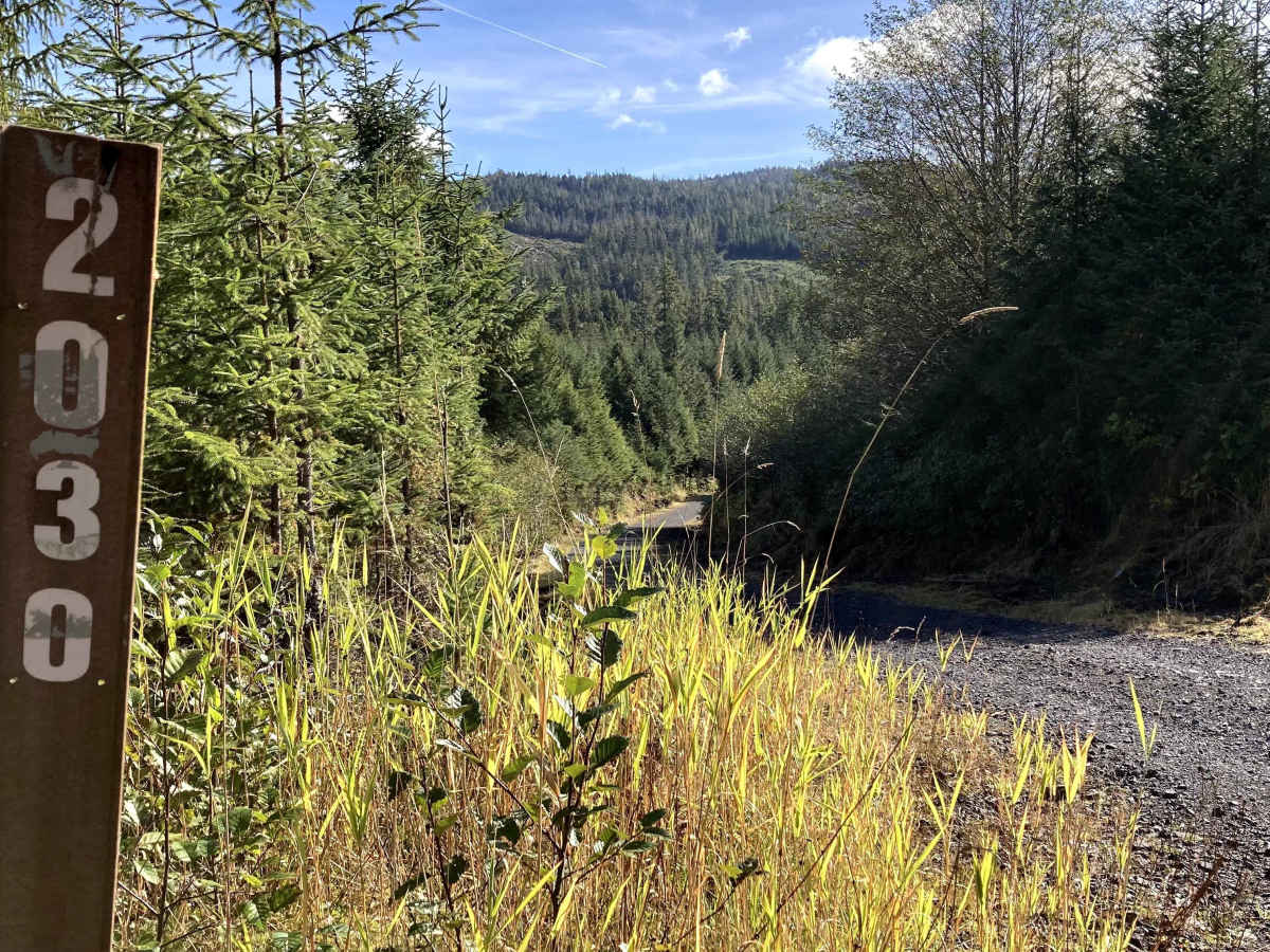 Lake Ellen Road West - FS 203000W trail photo