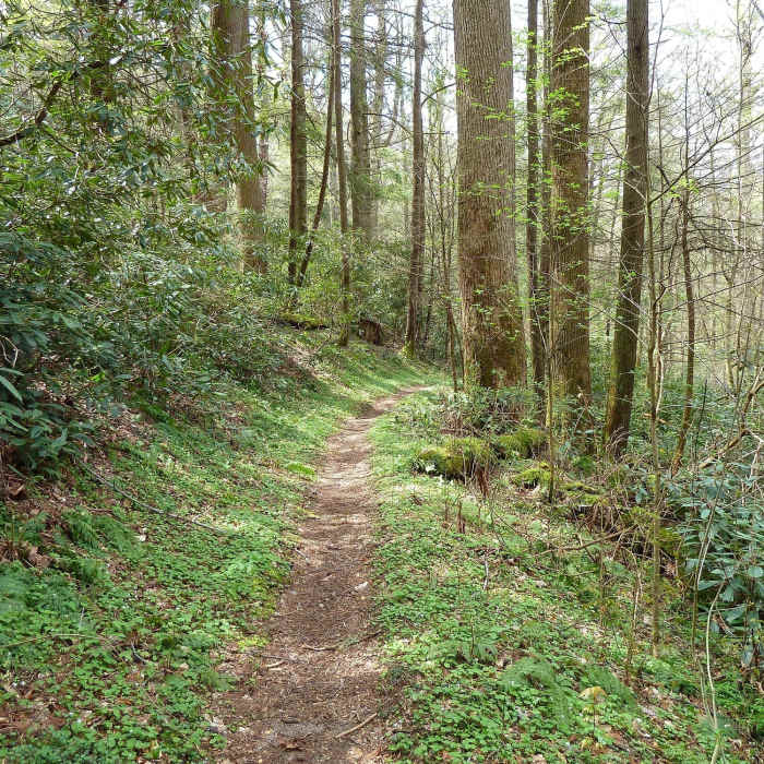 Near Maddron Bald Trail