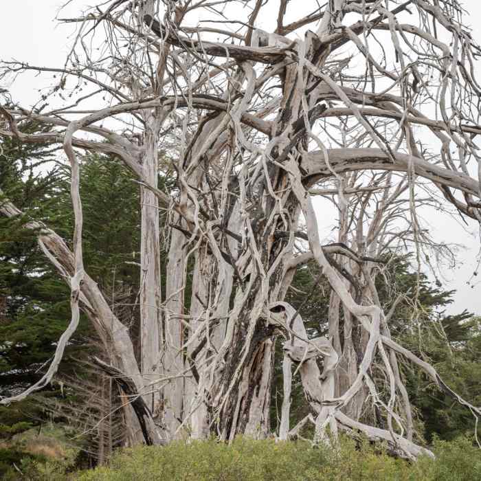 Near Limantour Estero via Muddy Hollow