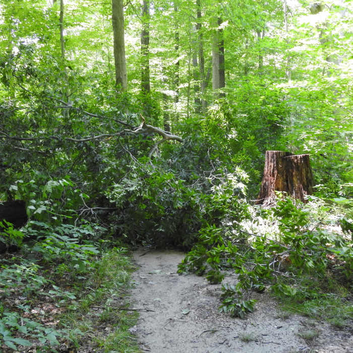 Near Forest Point Trail
