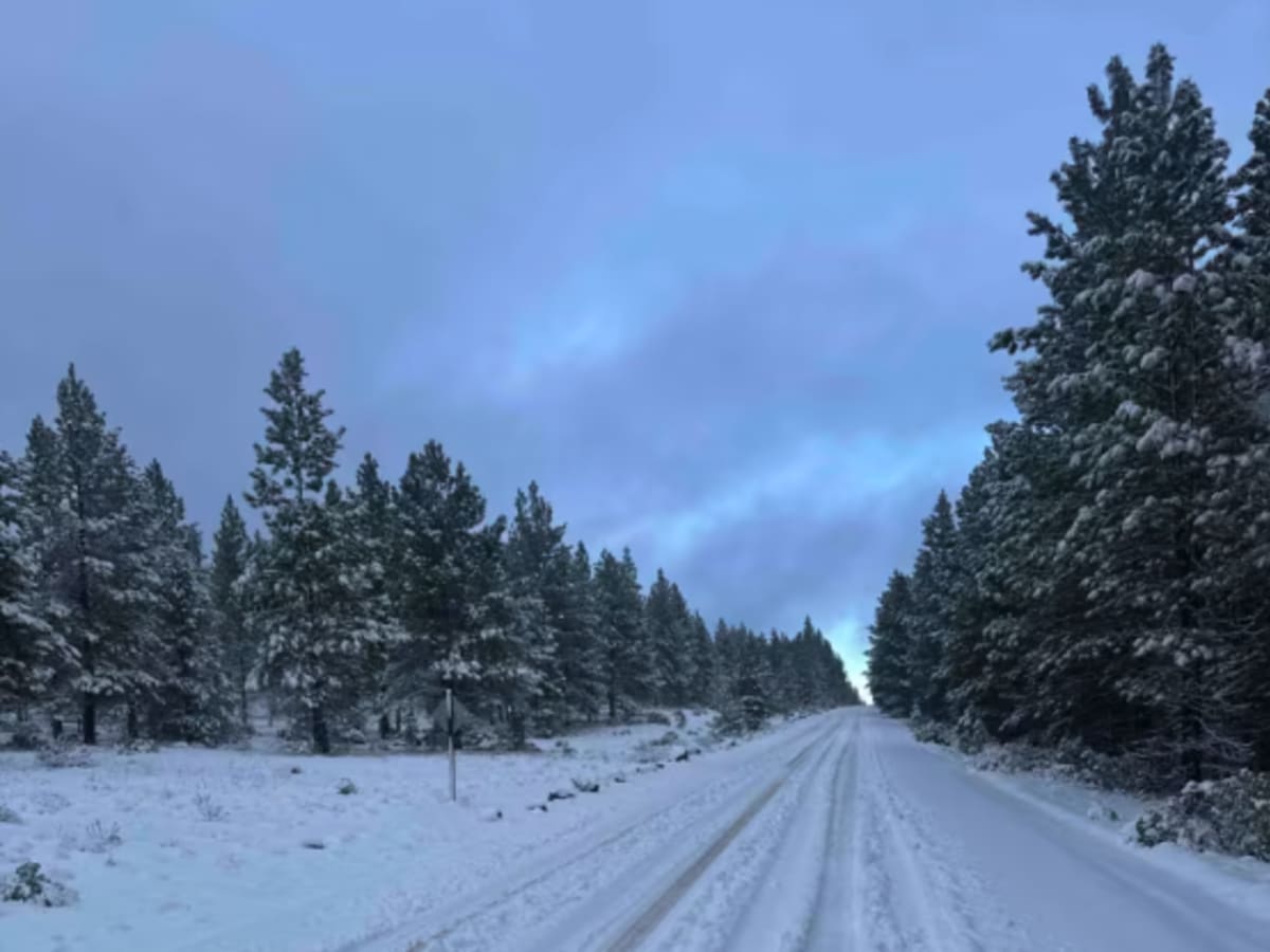 Forest Road 4100-000 photo 4