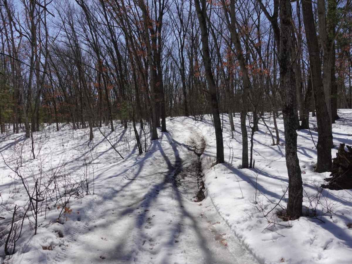 Forest Road 9219 photo 6