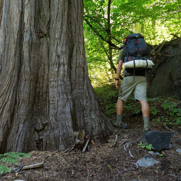 Near Lilypad Lake Via Poison Canyon Trail