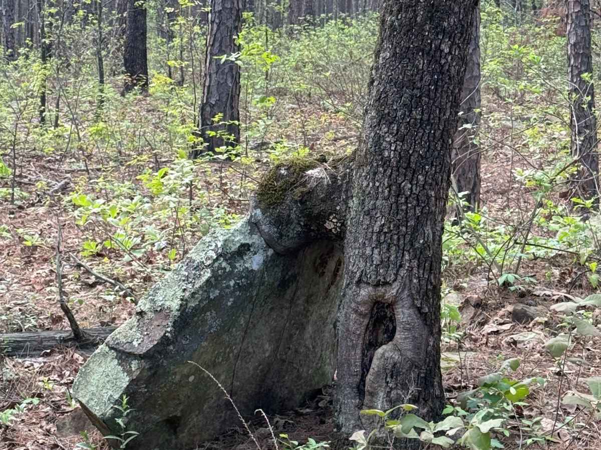 Piney War Trail photo 3