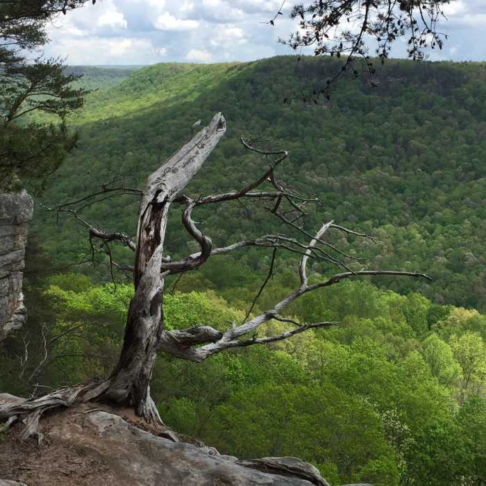 Near Big Creek Gulf Loop