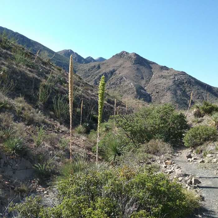 Near Schaeffer Shuffle