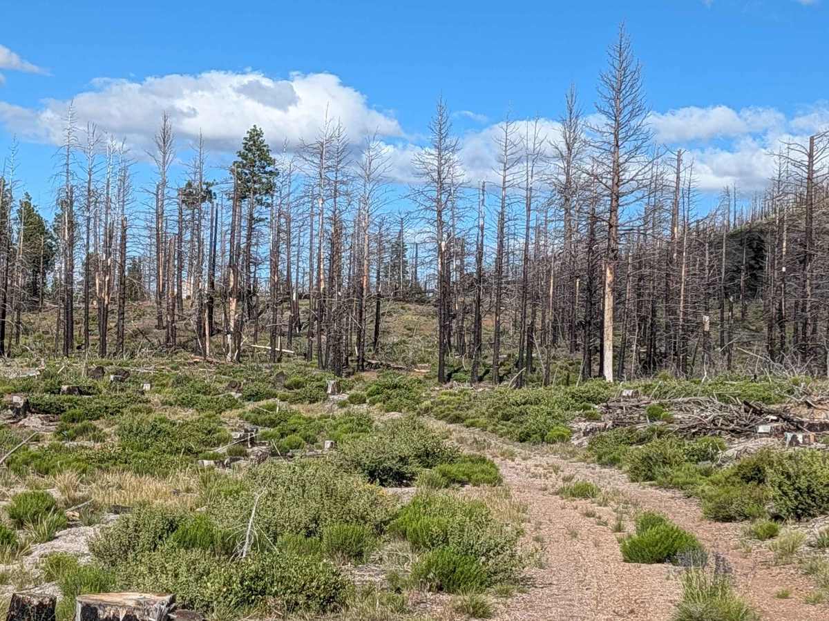 Roost Boundary - FS 44N54 trail photo