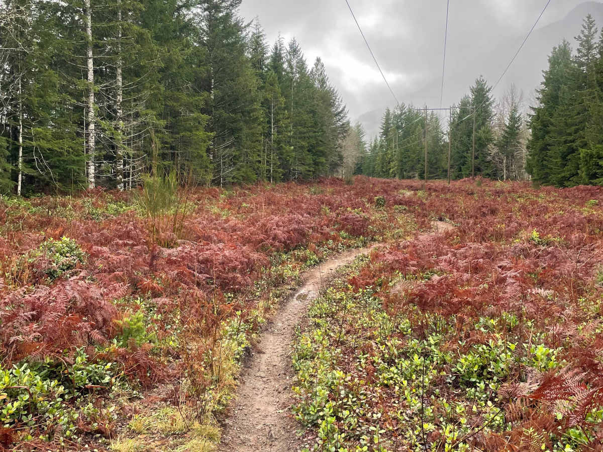 Powerlines trail photo