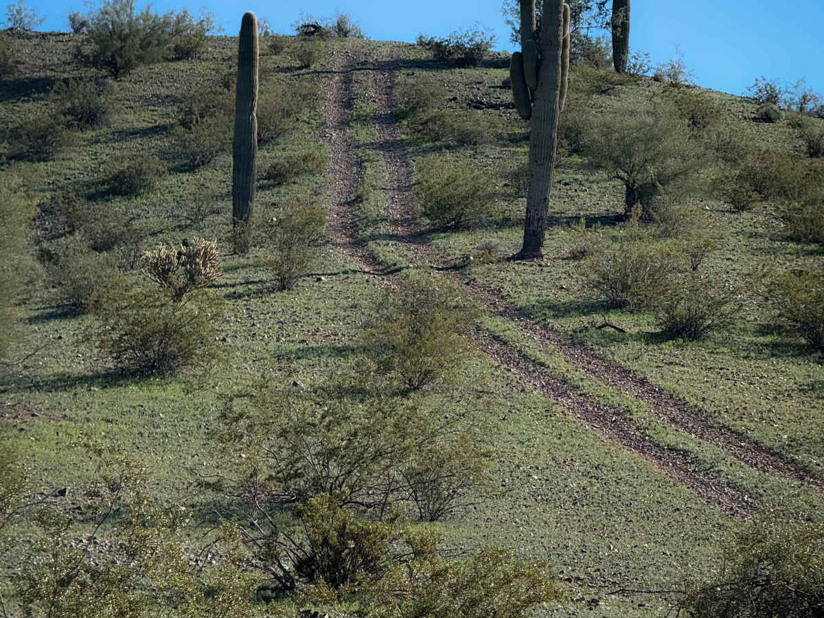 Ocotillo photo 2