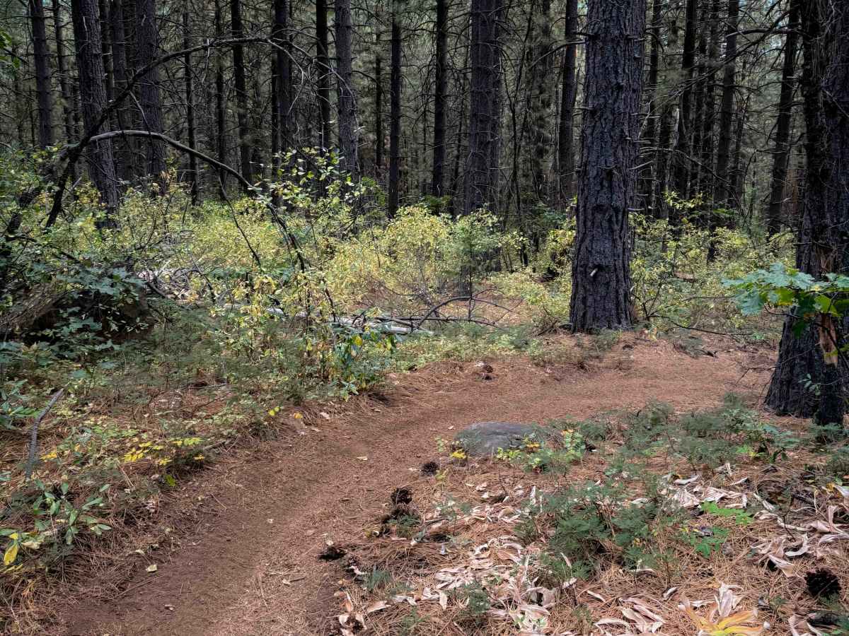 Deer Creek (#25)  photo 2