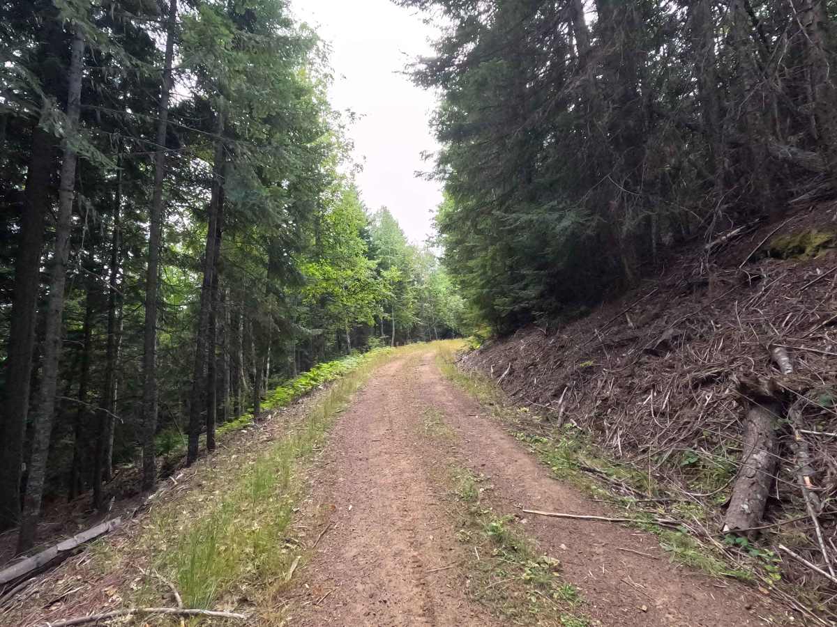 Consalus Creek Road - FS 1108 photo 5