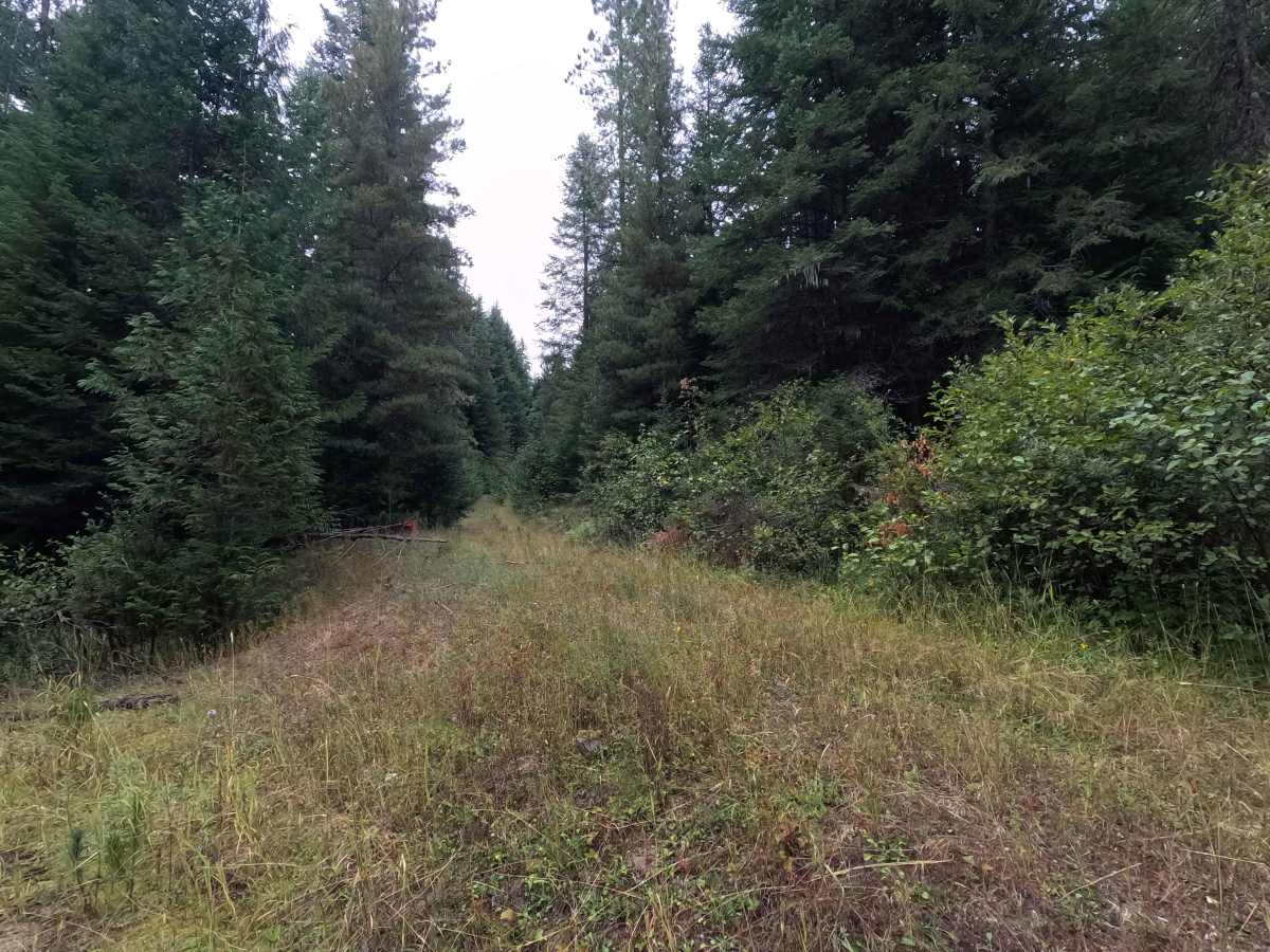 West Branch A - FS 462A trail photo