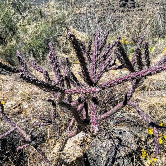 Near Arizona Trail Passage 9: Rincon Mountains