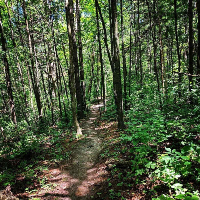 Baird Creek Near Bairds Creek Orange Loop