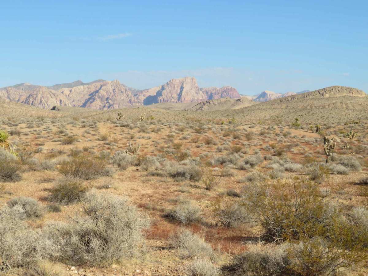 Blue Diamond BLM Trail Access photo 4