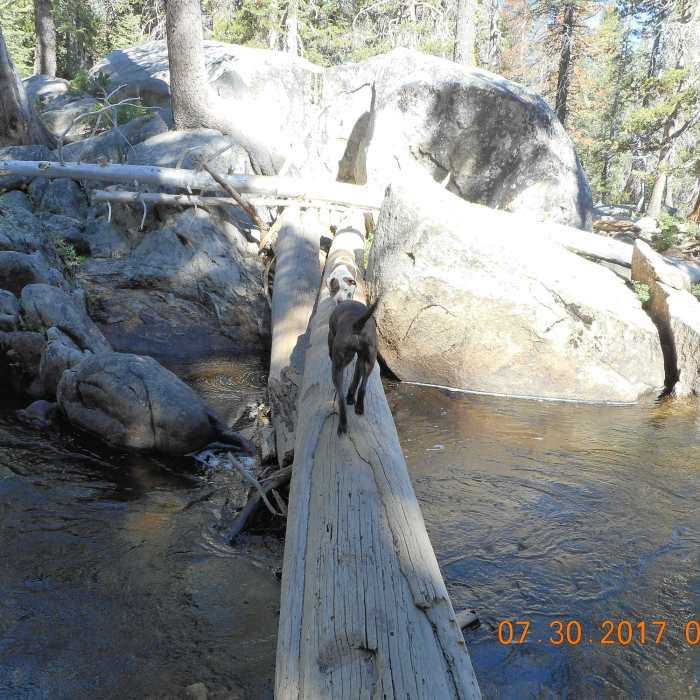 Dogs allowed. Several tree bridges to go to the other side. Near Indian Pools Trail
