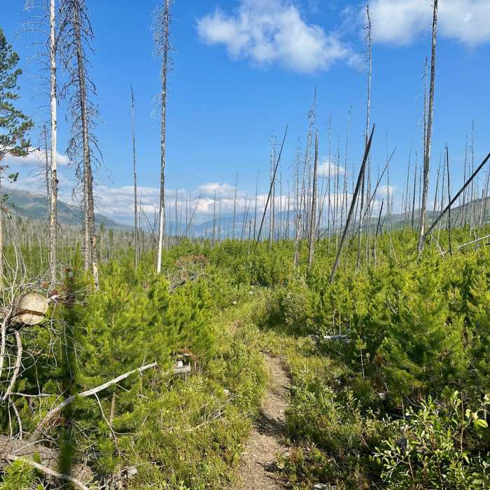 Near Continental Divide Trail: Montana-Idaho Section 25