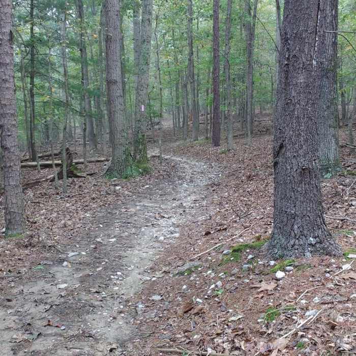 Near Big Oak Trail