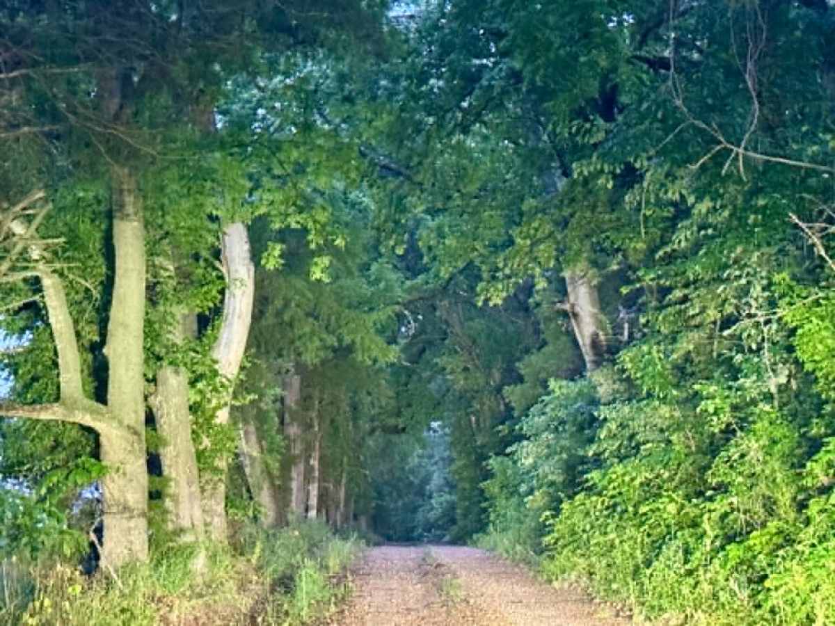 Farm Road 2025 photo 4
