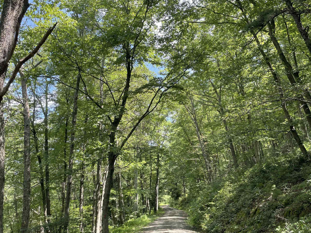 Running Gap Road photo 2