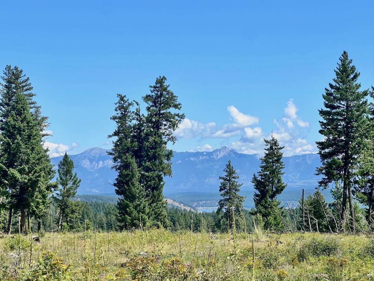 LinkLater Forest Service Road photo 2