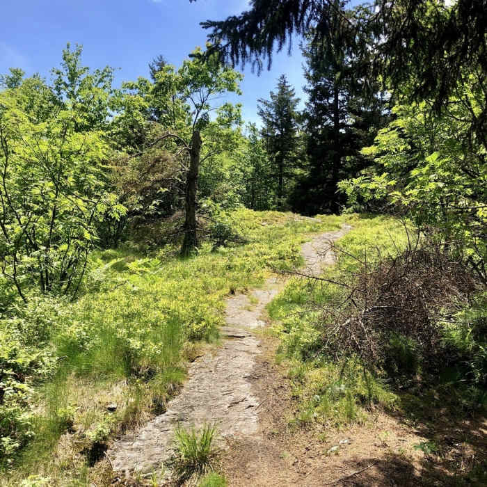 Near Bald Mountain Trail