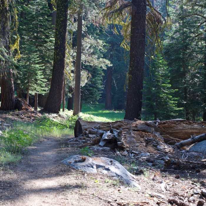 Near Lehamite Creek Trail