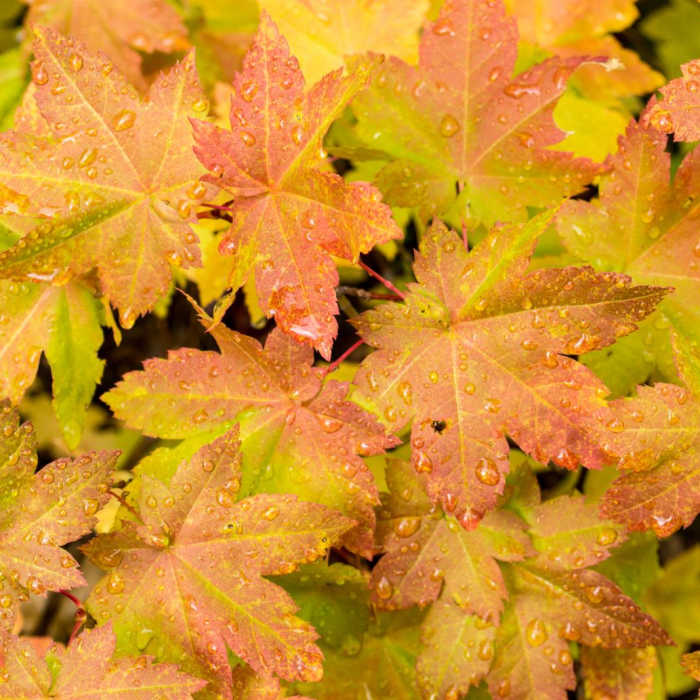 Near Santiam Wagon Road Trail: McKenzie River Trailhead