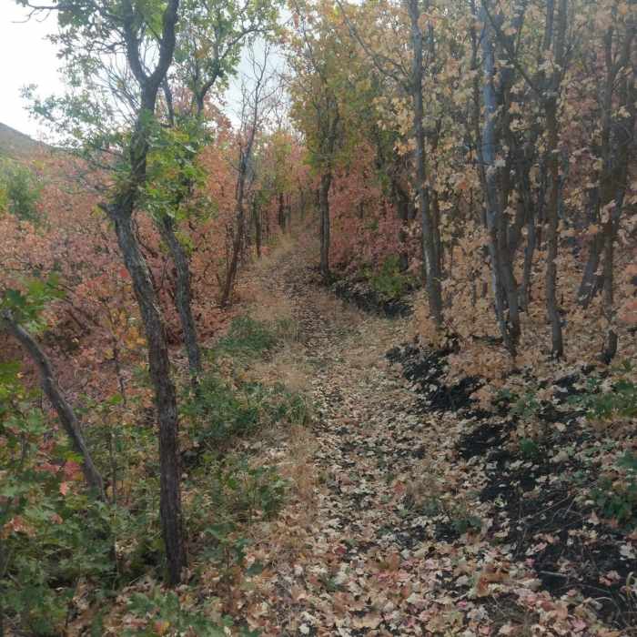 Scrub oaks turning colors in early October Near Hoof 'n' Boot Trail