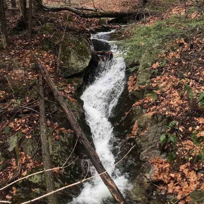 Near Silver Fox Trail