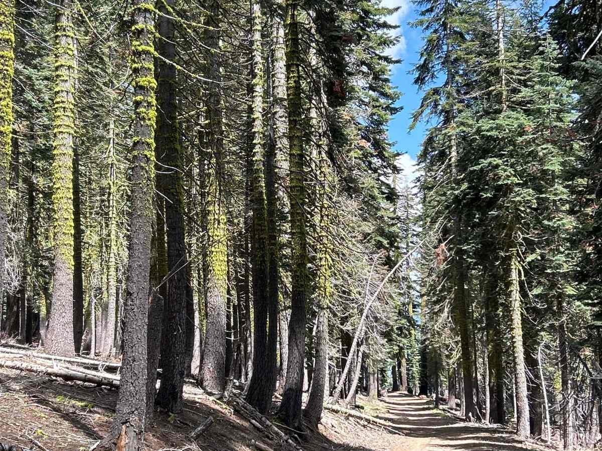 Mosquito Ridge Trail  photo 3