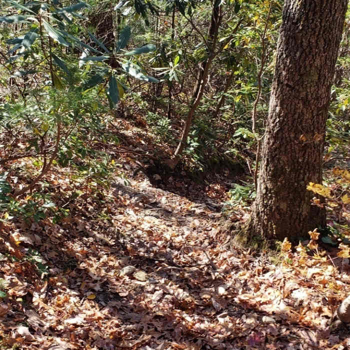 Near Hawksbill Mountain Trail