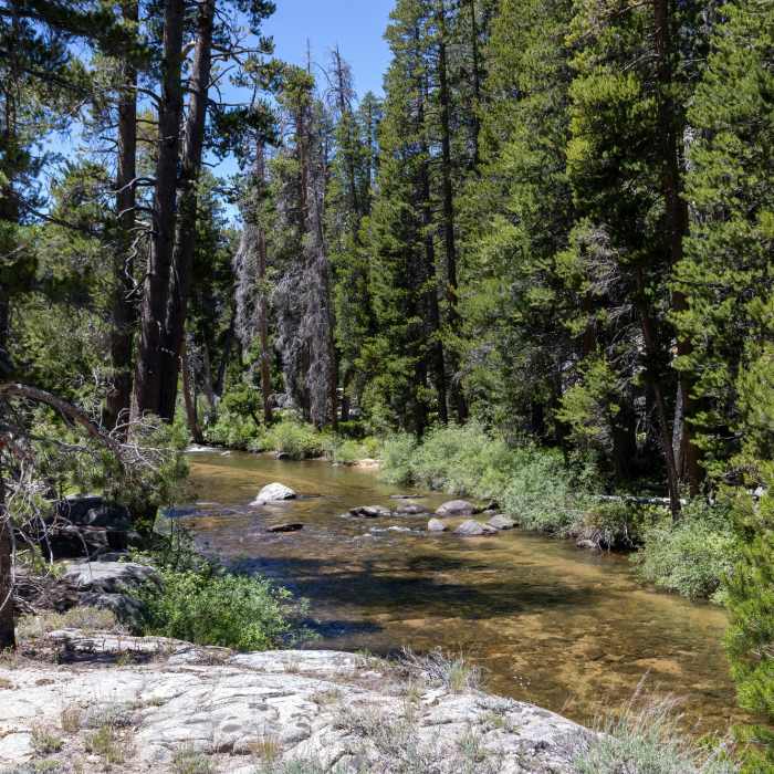 Near West Walker River Trail #046