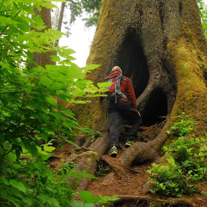 Near Cathedral Tree Hike