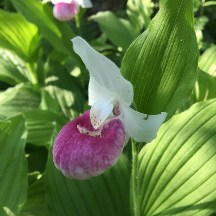 Showy orchid. Near Ledges/Overbrook Loop