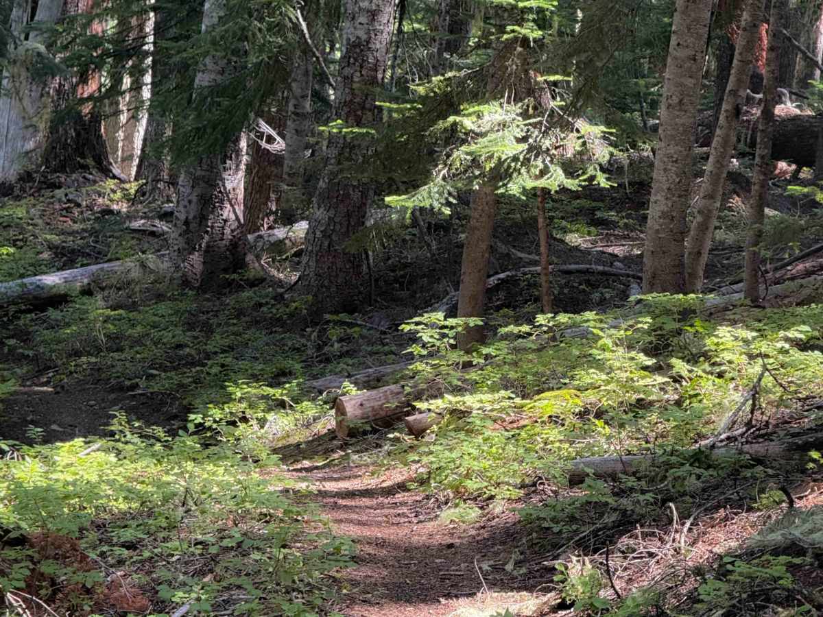 June Lake Trail  photo 4