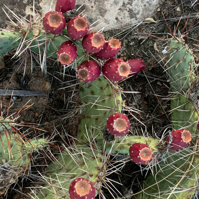 Near Vogel Canyon Loop