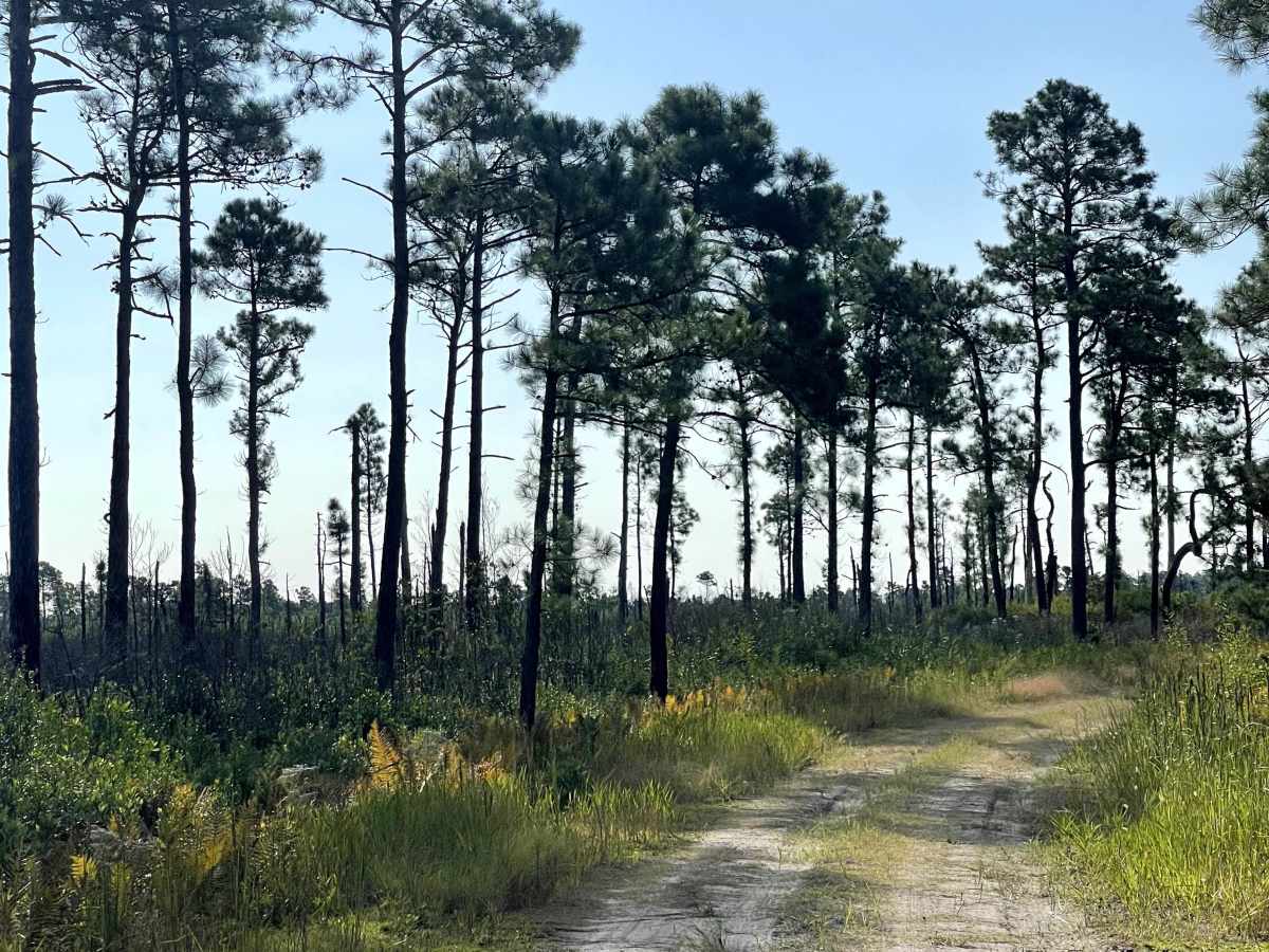 MST 4 trail photo